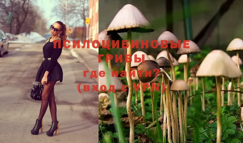 где можно купить   Верхняя Пышма  Псилоцибиновые грибы Psilocybine cubensis 